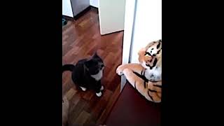 Funny Cat Beating Fake Tiger | Funny Dogs Cat Pets Animals Tiktok Top Zach King Magic #Shorts