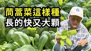 怎麼種茼蒿菜長的大又快?用種子種茼蒿菜，要注意什麼才會長的比較好?茼蒿苗種植分享| 阿星種植