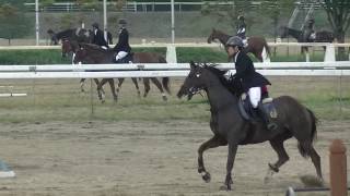 2016年北日本学生馬術大会 二回走行 一走目 3年目×柏桜号