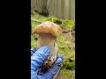 funghi porcini boletus белыегрибы steinpilze cèpes edulis hribi mushrooms ciuperci