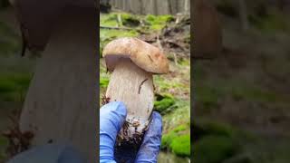 #funghi  #porcini #boletus  #белыегрибы #steinpilze #cèpes  #edulis #hribi #mushrooms #ciuperci