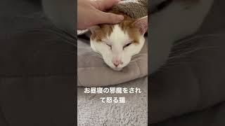 お昼寝の邪魔をされて怒るネコ #cat #ねこ #保護猫 #animals #cute #ねこのいる生活 #かわいい #猫 #猫動画 #shorts