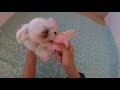 マルチーズのパンナがおもちゃで遊んで大興奮！【maltese dog】