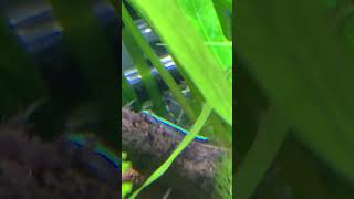 Green riffle goby and Otto #aquarium