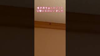 (※虫嫌いは見ないで！) カネタタキ  昨日からぴっぴっぴっていう鳴き声がするから音源を探しました