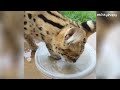 serval gaya likes to play with water sogga