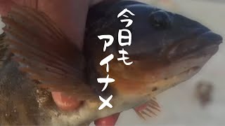 【アイナメ】夕まずめの漁港でロックフィッシュ【ワームで釣り】