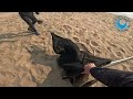 rescuers help grumpy seal