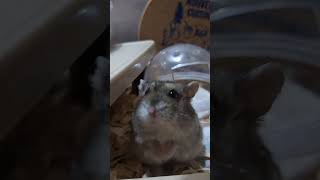 デブとちゃうで！ #ハムスター #cutepet #cute #hamsters #funnyvideo #pets #animals #ペット #おもしろ #ハム