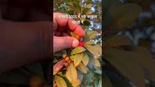 काफल || जनवरी 2025 में पके काफल पहाड़ो मैं, #pahadikafal #kafal #pahadifruit #pahadifal