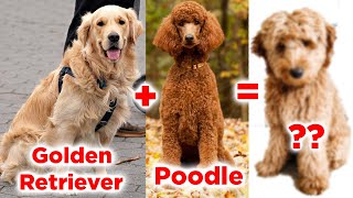 TOP 5 Cutest Hybrid Dog Breeds | Pawsome Facts