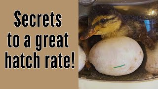 How to Incubate and Hatch Duck Eggs | Step-by-Step Guide for Beginners