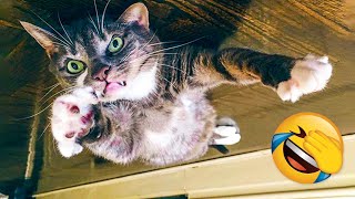 Mountly Best Funny Animal Videos - Cute 😹 Cats And 🐶 Dogs Reactions