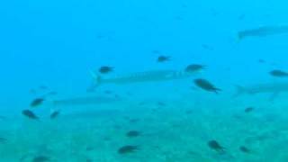 European barracudas