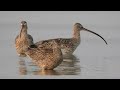 voices far eastern curlew ホウロクシギの鳴き声