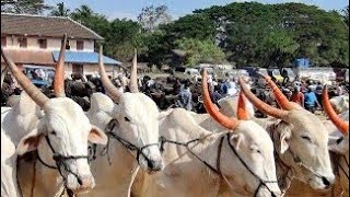 കുഴൽമന്ദം / കേരളത്തിലെ ഏറ്റവും വലിയ കാലിച്ചന്തയാണോ? #shorts #kuzhalmandhamcattlemarket