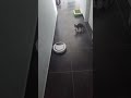 Little Cat Gets Scared of Robotic Vacuum Cleaner - 1333298