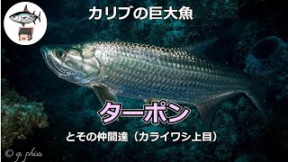 ターポン(世界の魚をゆっくり解説002)