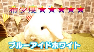 ホーランドロップブルーアイドホワイト【うさぎ専門店monLapin】