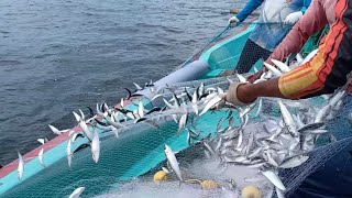 புதிய மீன்பிடி முறையில் அதிஷ்டமாக  பிடித்த மத்திமீன்கள்/NEW METHOED OF FISHING