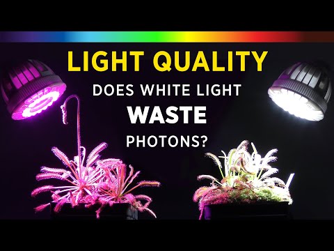 What Color Of Light Makes Plants Grow Faster: Shedding Light On Plant ...