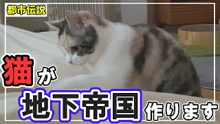 【都市伝説】猫が穴を掘る理由　ここ掘れにゃんにゃん