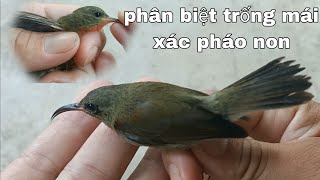 Cách Phân Biệt Chim Hút Mật Xác Pháo Trống Mái