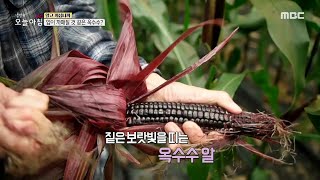 [생방송 오늘 아침] 편견을 깨는 색! 입이 까매질 것 같은 이색 옥수수 등장~, MBC 210813 방송