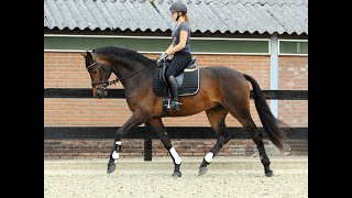 Gorgeous talented Dutch Warmblood Dressage horse with WOW factor by Champion Glamourdale (for Sale)