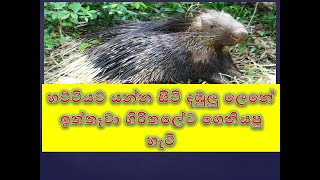 Porcupine iththawa ඉත්තෑවා ගිරිතලේට ගෙනියපු හැටි