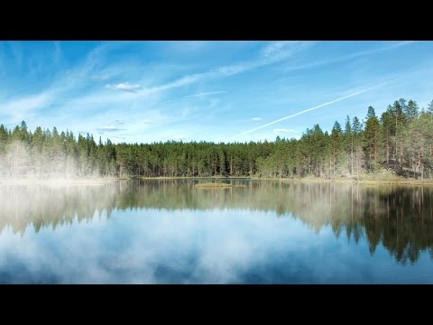 How Tree Planting Can Help Reverse Climate Change How Tree Planting Can Help Reverse Climate Change