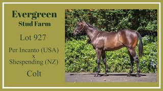 Lot 927 - Per Incanto USA x Shespending NZ - Colt