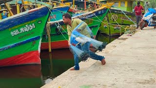 Traditional Castnet fishing 🎣🎣🎣 at pondicherry fishing Harbor