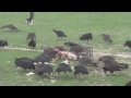 turkey vultures black vultuers and crested cara cara fighting for food