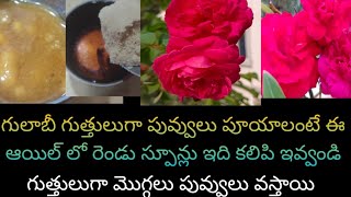 గులాబీ గుత్తులుగా పువ్వులు పూయాలంటే రెండు స్పూన్లు ఇవి కలిపి మొక్కలకు ఇవ్వండి##