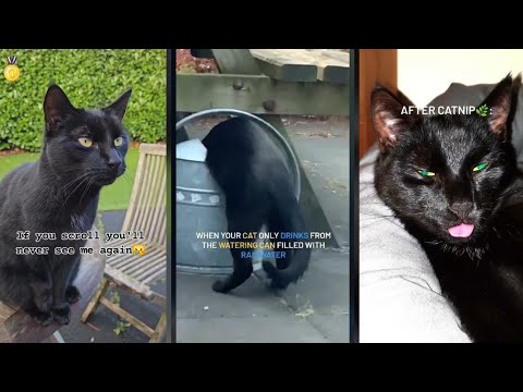 Black Cat Compilation ёяритантмы Funny Cats ёяш Youtube