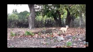 Komodo Dragon vs Baby Goat: Watch the Epic Chase in this Thrilling Video