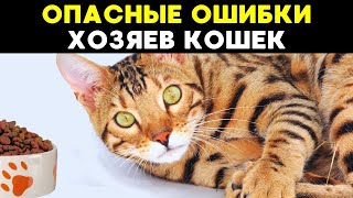 Никогда не делай ЭТО, если у тебя домашний кот!