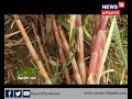 வருட கட்டை கரும்பு sugar cane