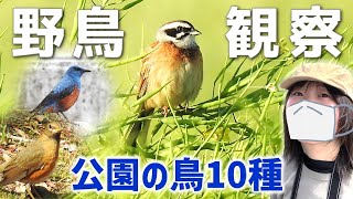 春の公園で出会った野鳥10種【野鳥撮影vlog】