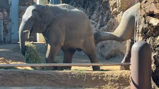 何度も蹴られてもママとご飯食べたいアルンくんがかわいい♪【‎2025年‎1月13日】【上野動物園】アジアゾウ