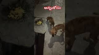 అన్నం కోసం పోరాటం/#viral/#shorts/#ytshorts/#viralshorts/#breakingnews/#news/#facts/#food/#trolls