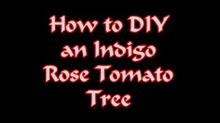 How to DIY an Indigo Rose Tomato Tree