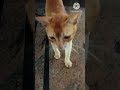 வெயில் மண்டைய பொலக்குதடா சாமி🤣 funny_chicken kozhi_koothugal trending funny viral comedy dog