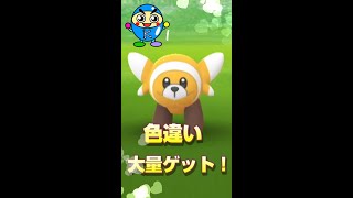 【キッズニンジャ】ヌイコグマ コミュニティデイ　色違いいっぱい取れたよ！ ＃Shorts【ポケモンGO部】