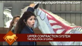 Equine Anatomy on a LIve Painted Horse