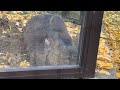 穴掘りフクちゃん【wombat】五月山動物園