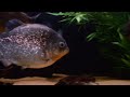 125 gallon piranha