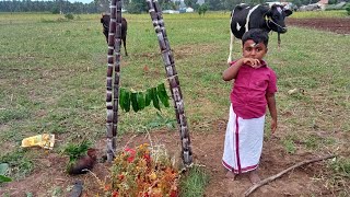 My Family Mattu Pongal Celebration