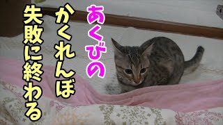 【かくれんぼするつもりが失敗する子猫あくび】三つ子たちによる天岩戸の前にでて来てしまうあくび【あくび・松五郎・梅子・竹丸】Kitten failing hide-and-seek